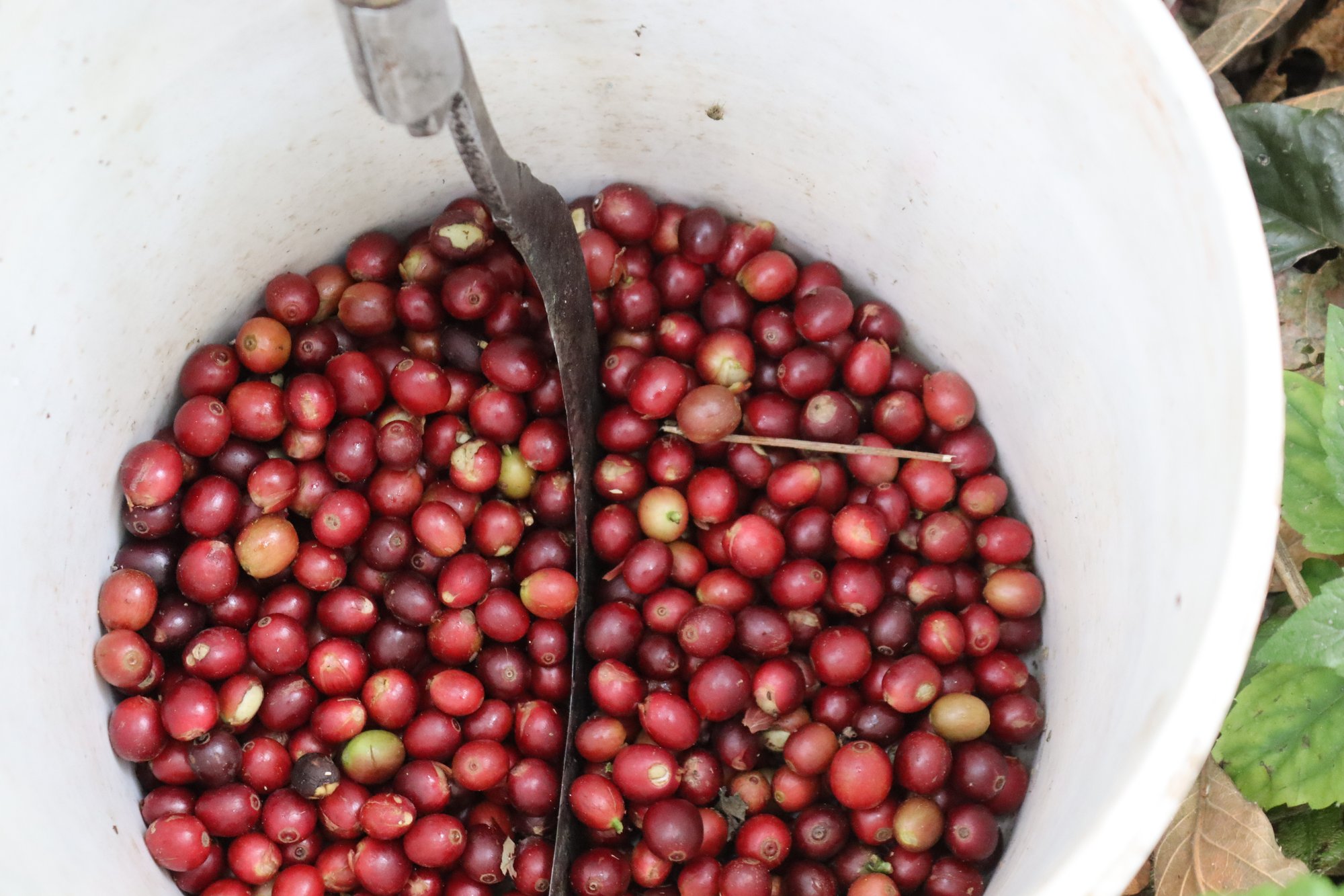 Cherry with a Sickle