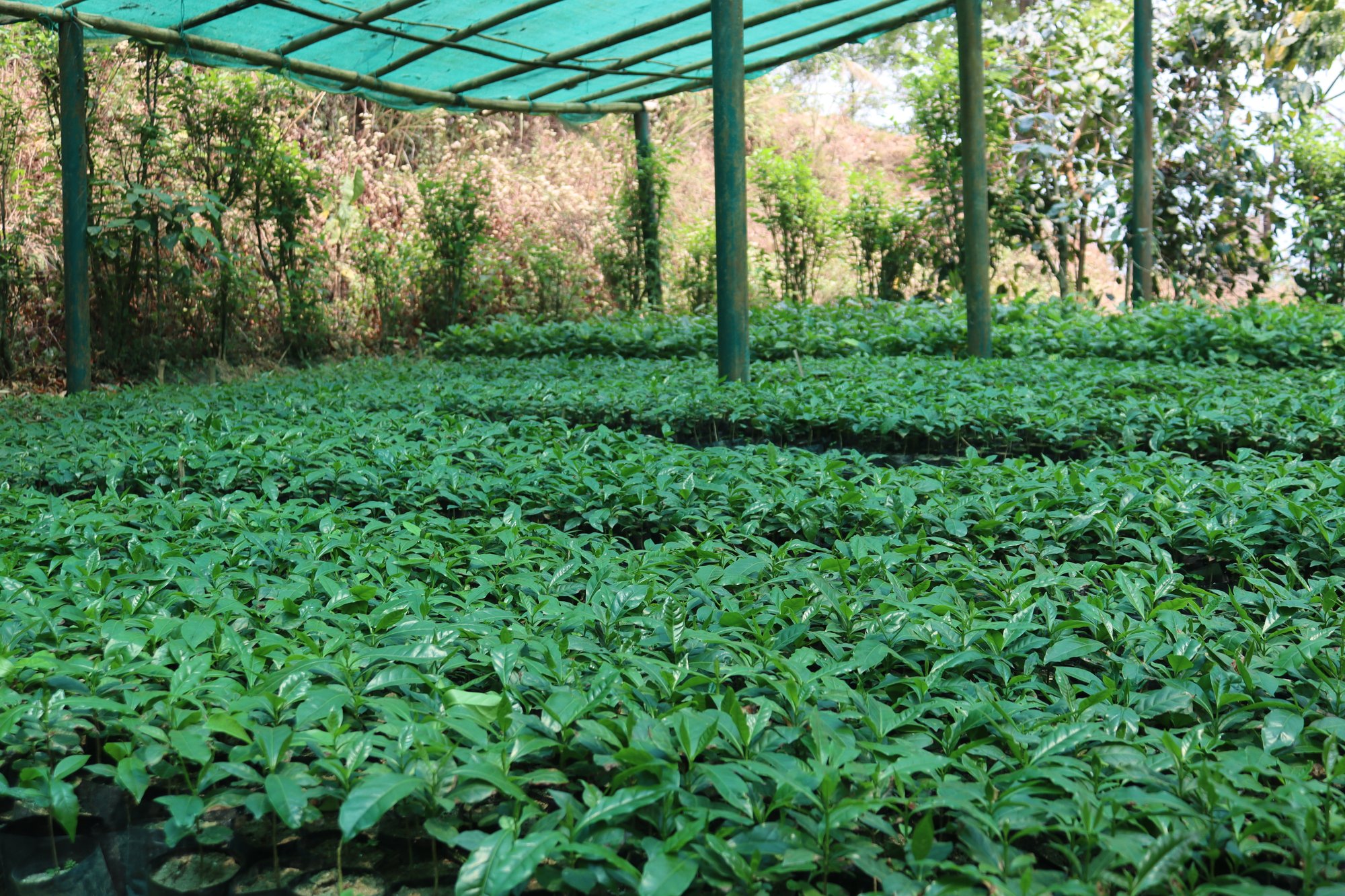 Coffee Nursery