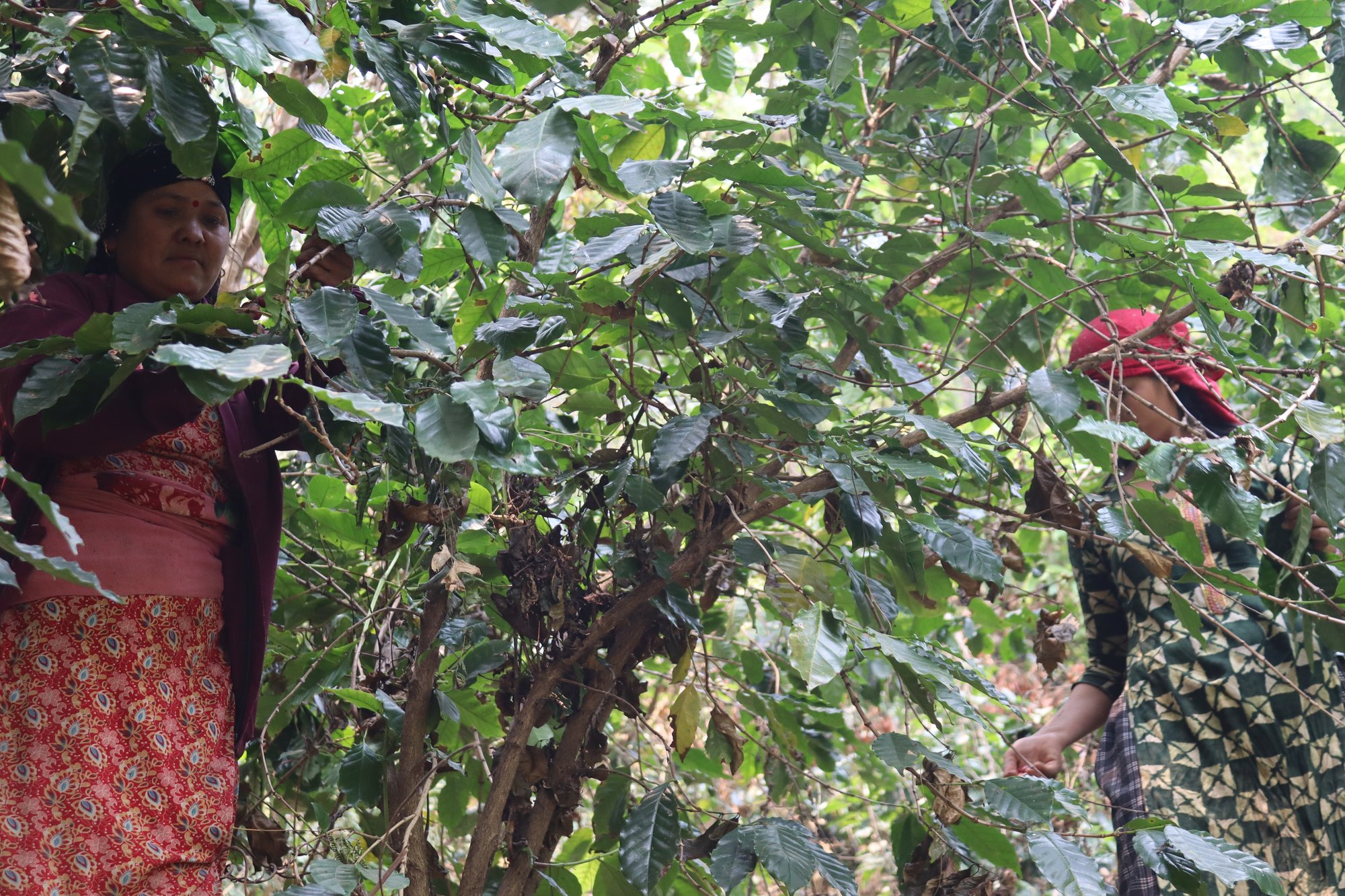 Harvesting I