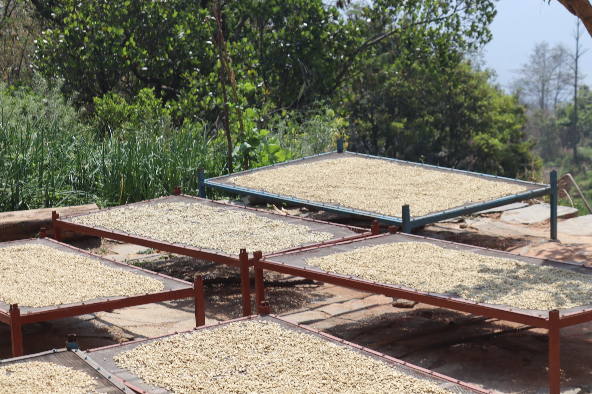 Sun-drying Green Beans