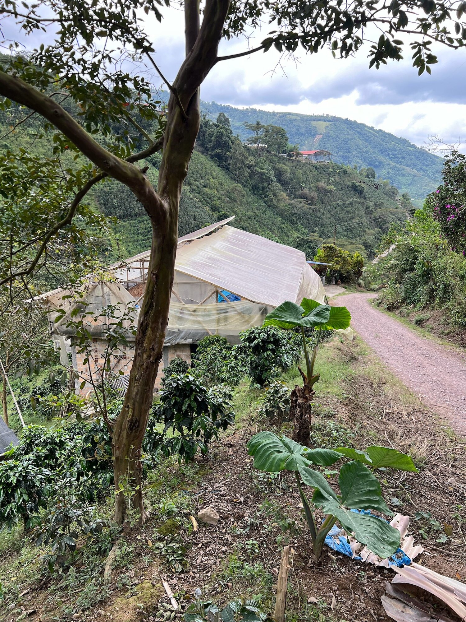 Colombian coffee farm Maniwa