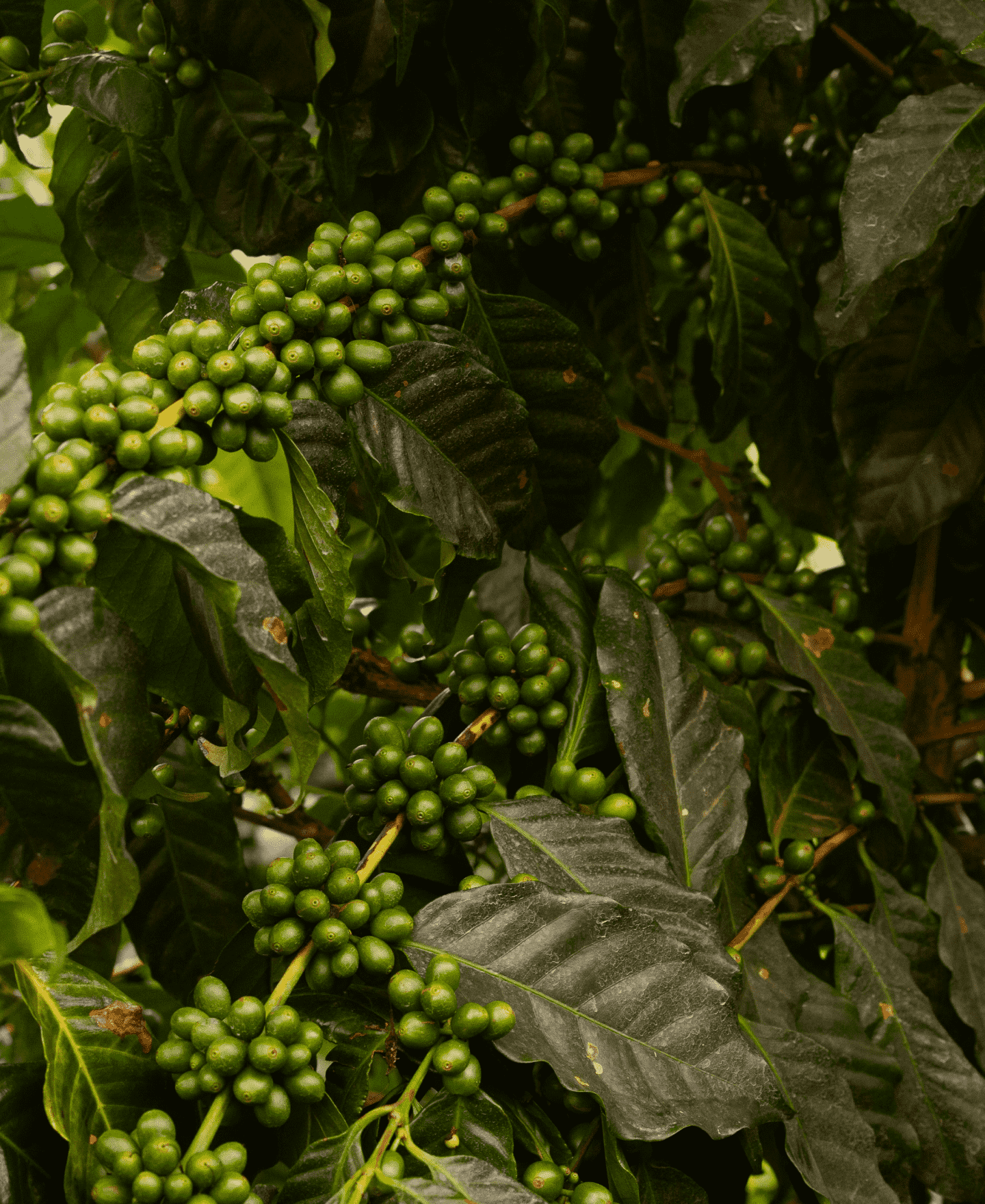 coffee-pdp-details-min