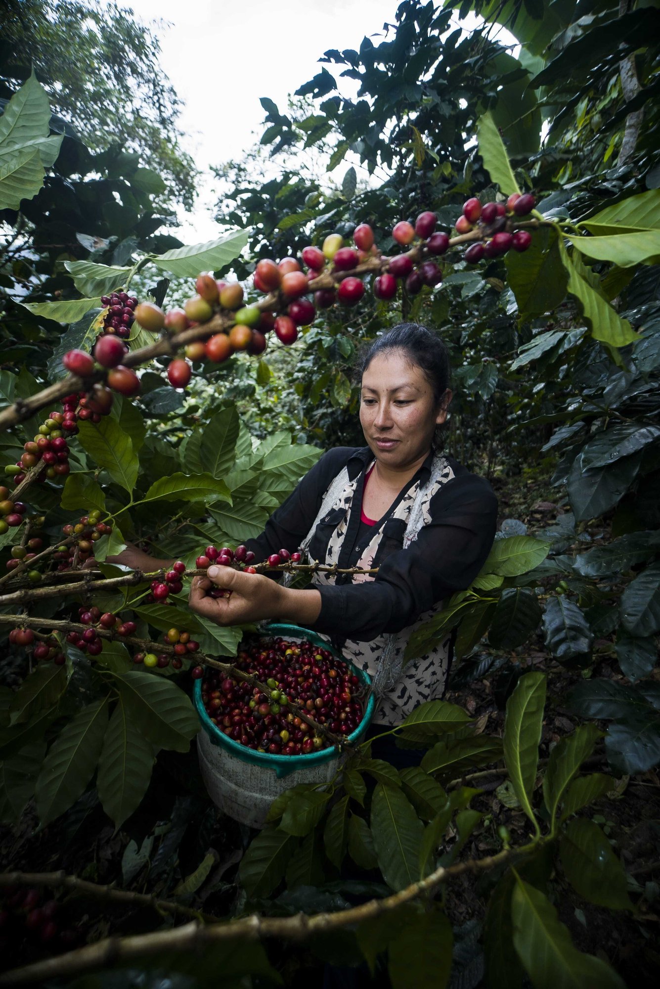 harvesting-coffee-6