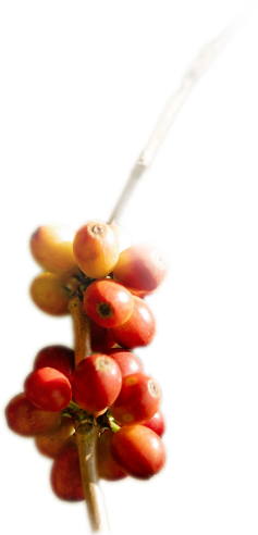 Coffee Fruit 1-1