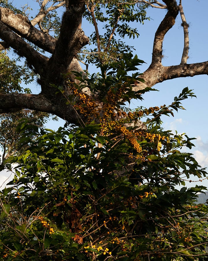 Discover the Essence of Brazilian Coffee