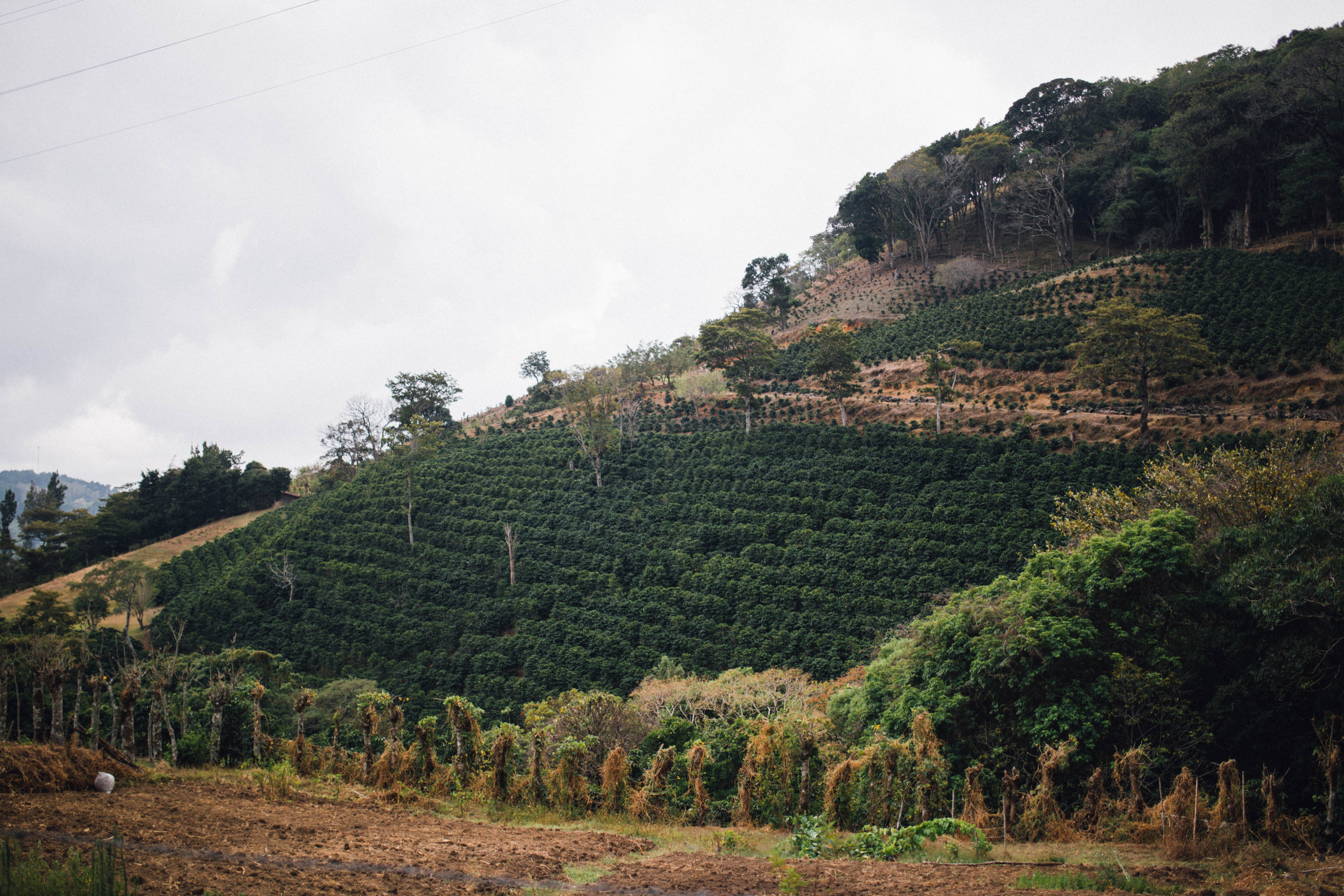 Understanding Single Origin Coffee