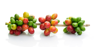 coffee-beans-isolated-on-white-background-2023-11-27-05-26-53-utc 2 (1)