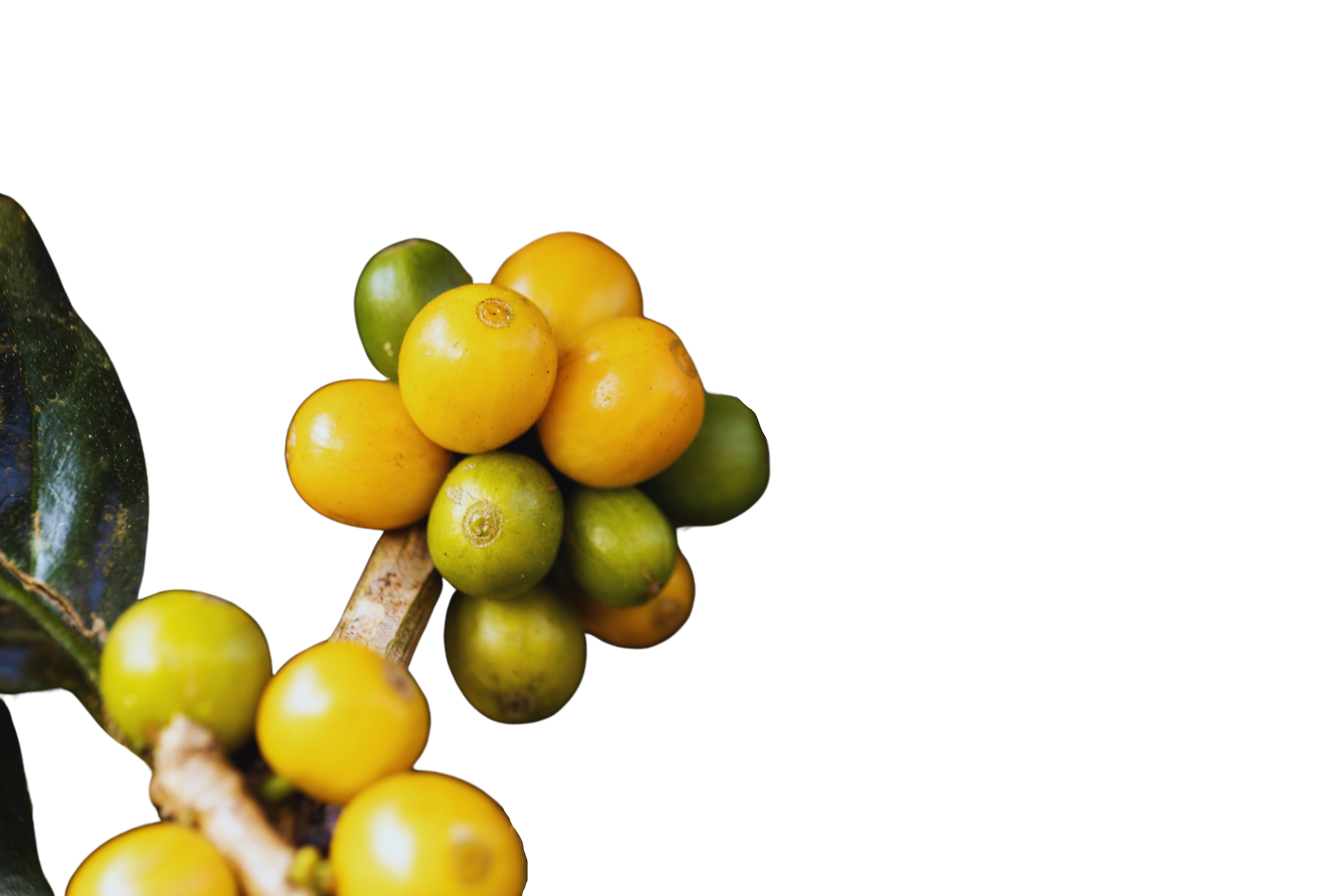 Coffee Berries by Agriculture. Coffee Beans Ripening on the Tree - Edited - Edited