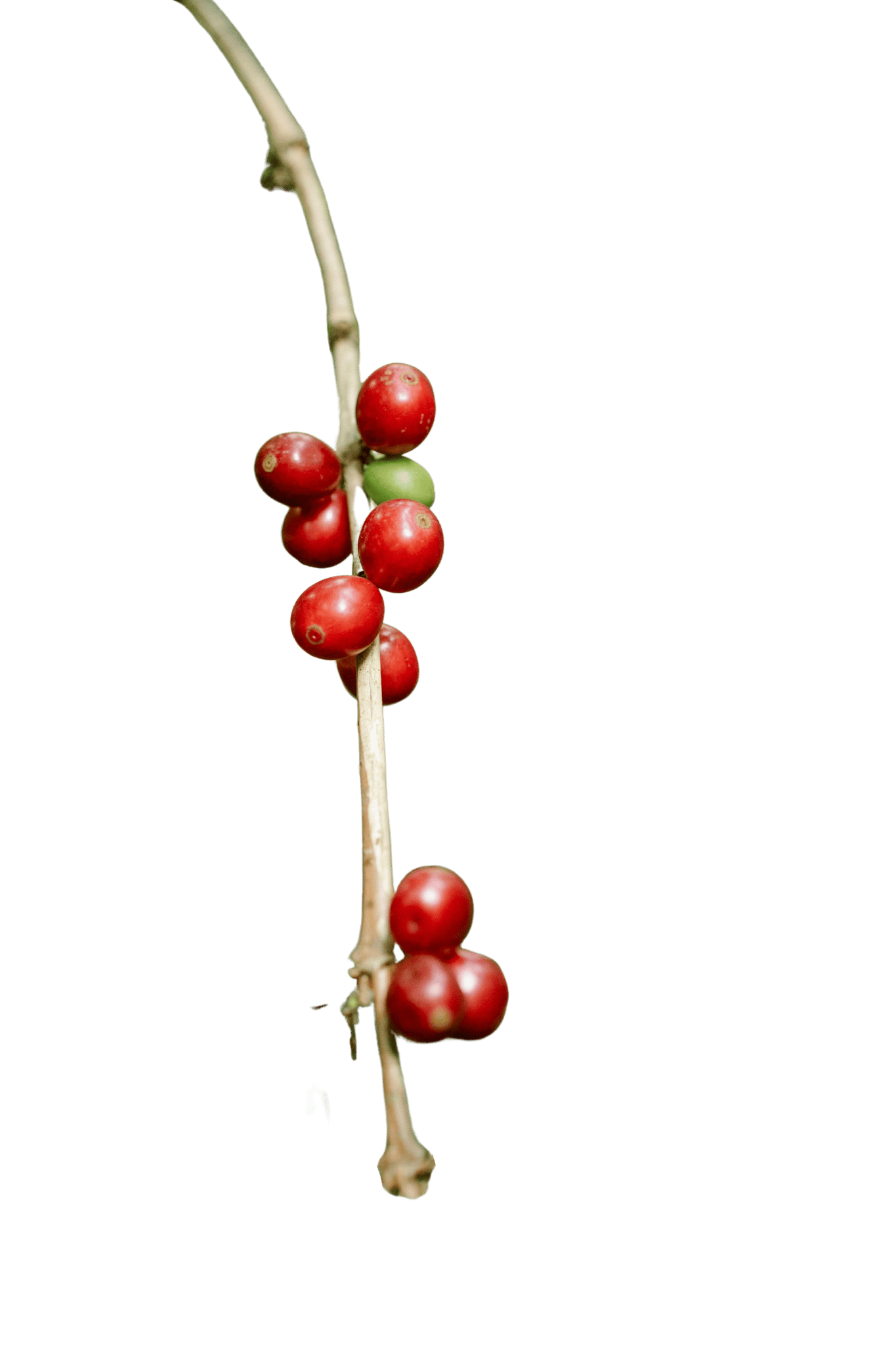 Coffee Cherries