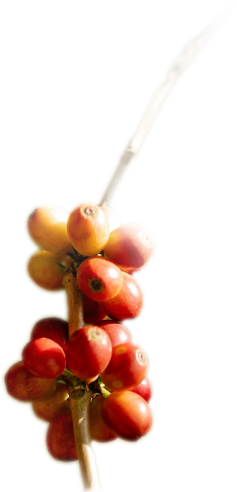 Coffee Fruit-1