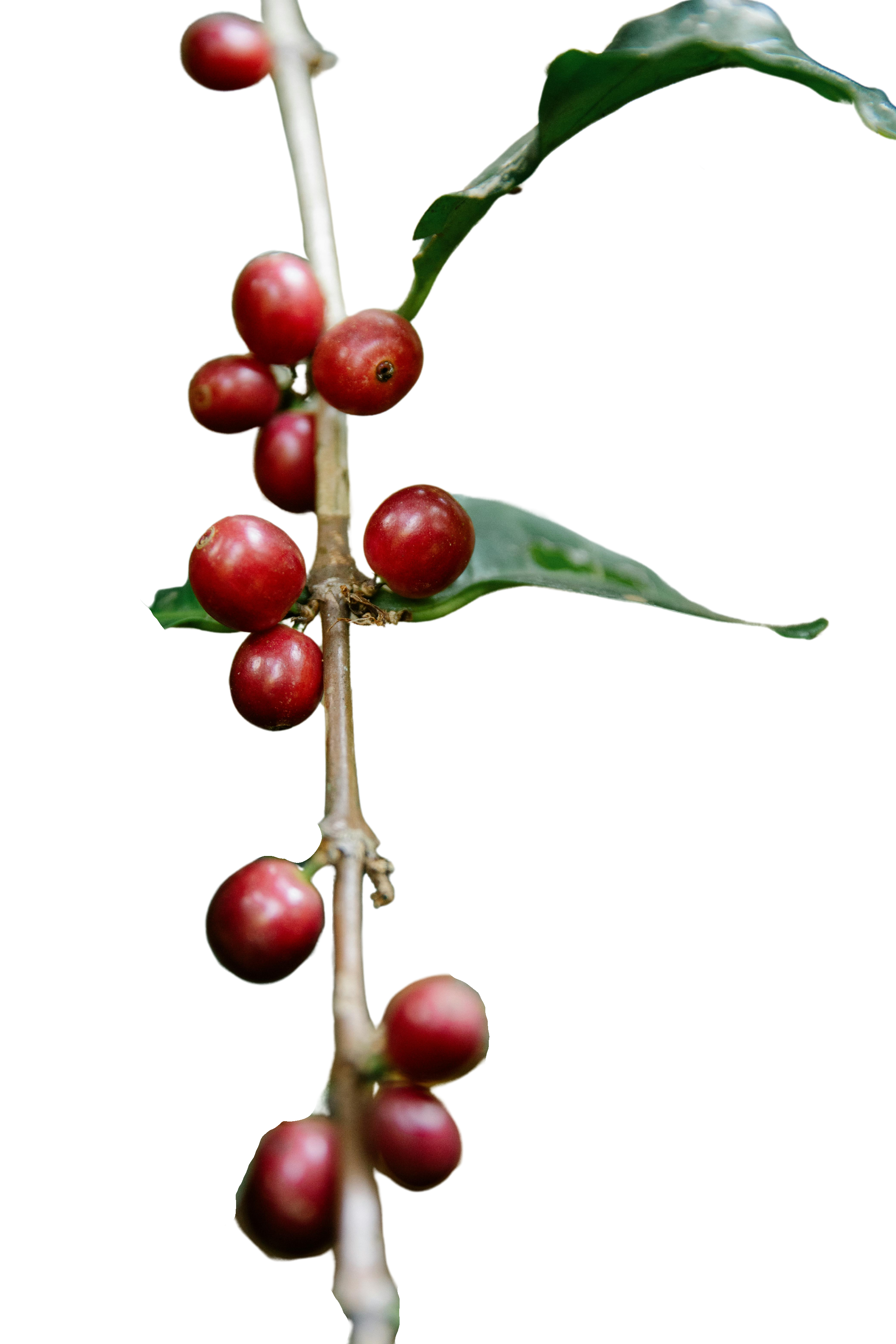 Dark red coffee cherry 1 - Edited-1