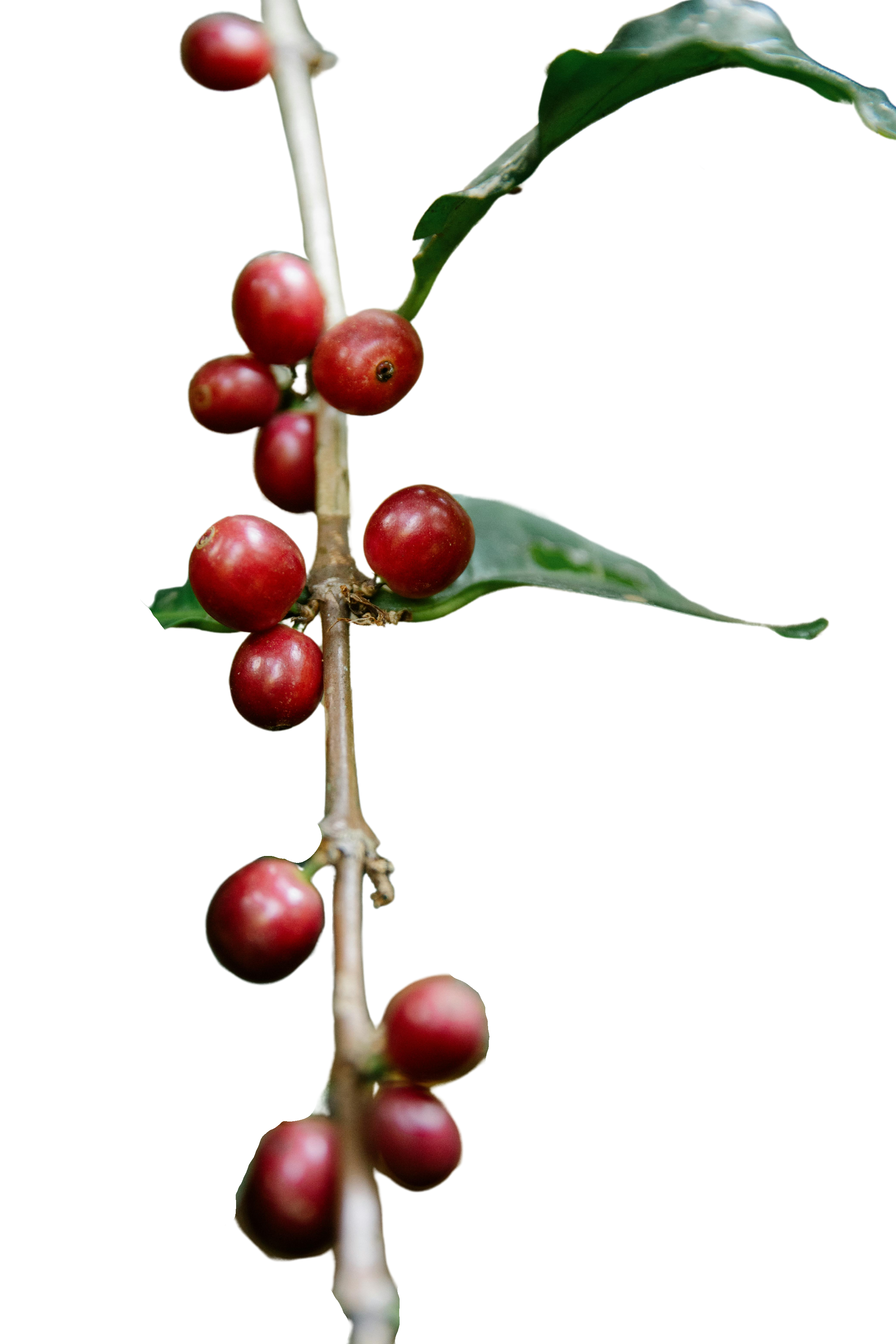 Dark red coffee cherry 1 - Edited