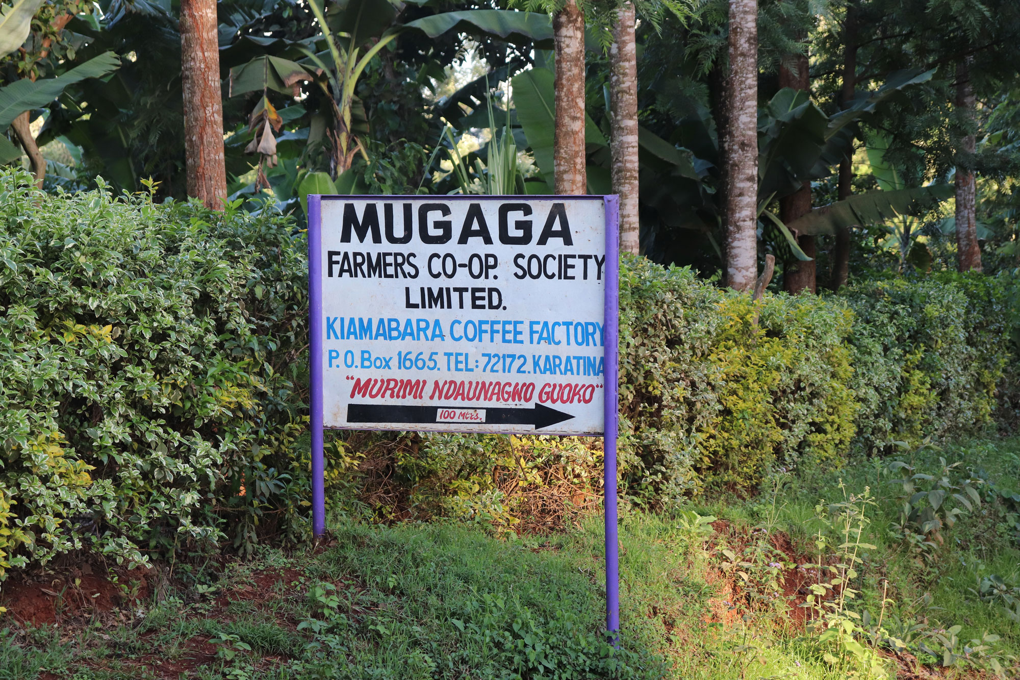 Mugaga