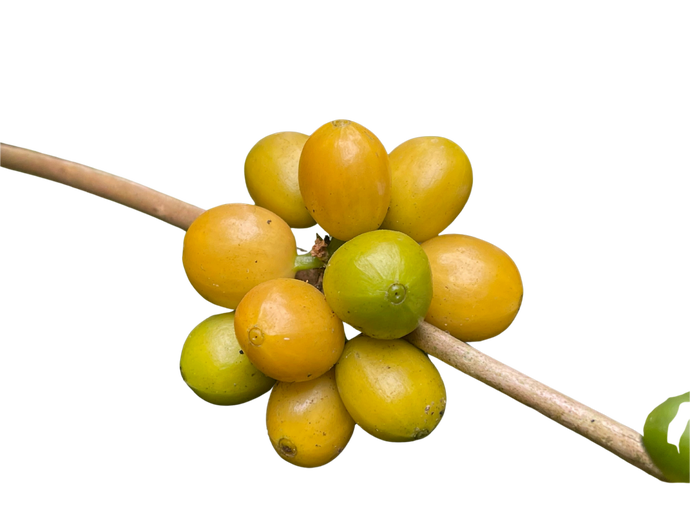 Yellow Coffee Cherry Resized