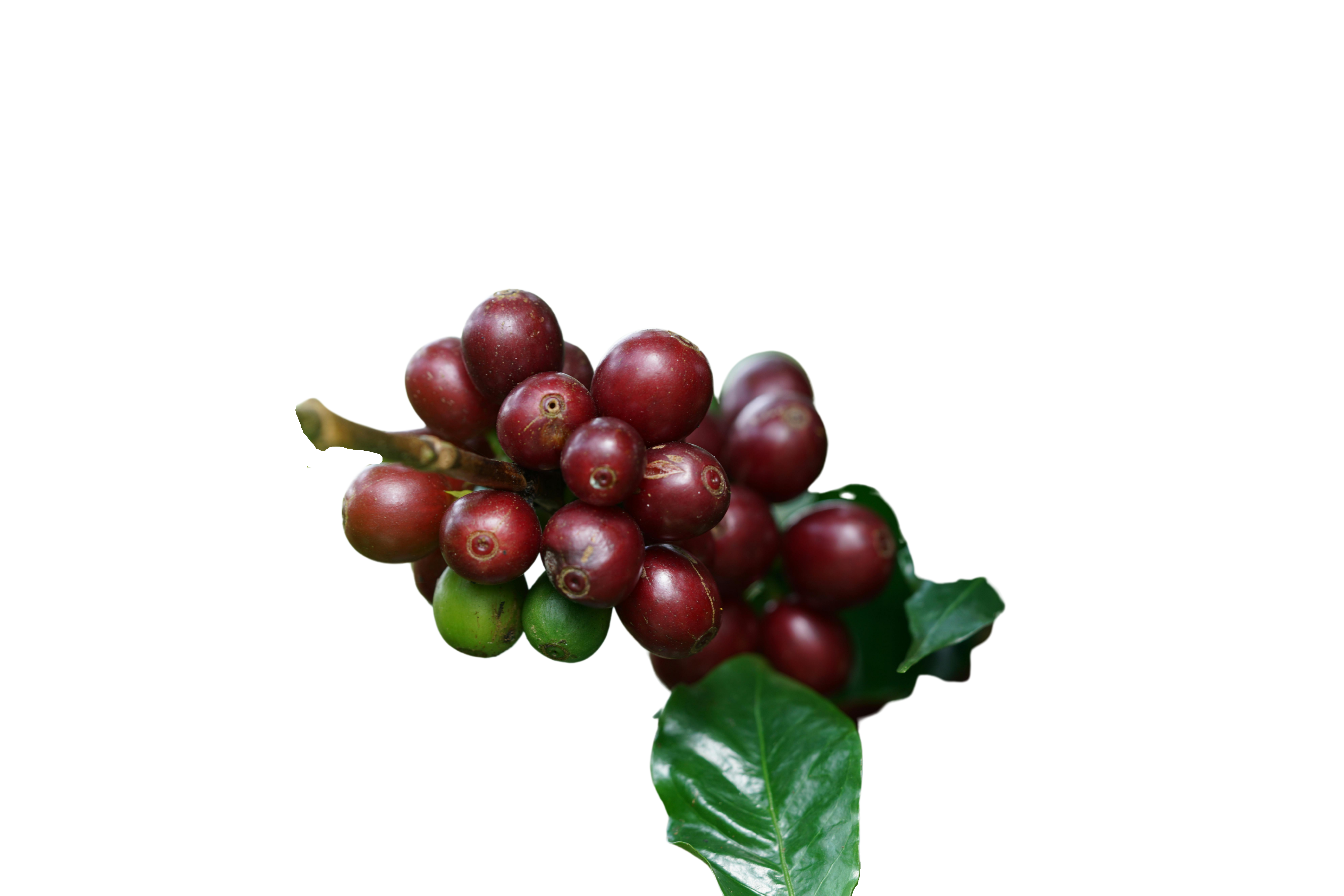 dark cherries 1