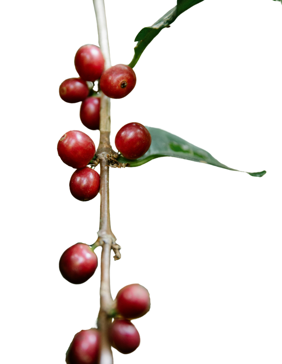 dark red cherries 3 (900 x 1162 px) (2)