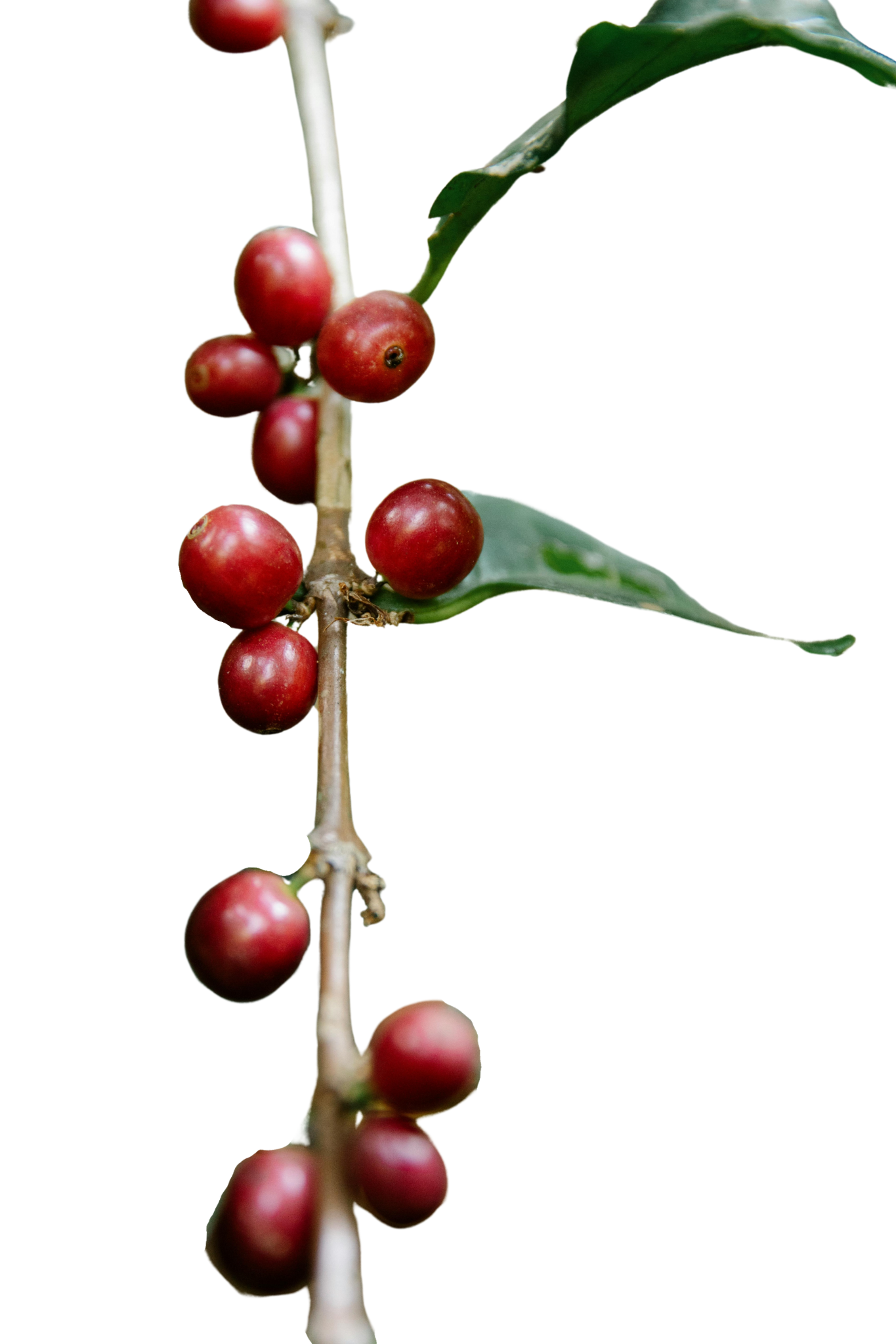 dark red cherries 3