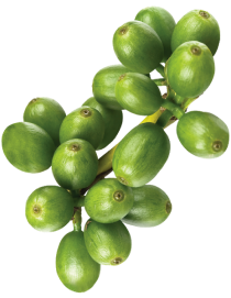 green coffee-Apr-23-2025-08-17-01-3730-PM