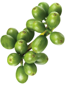 green coffee-Apr-23-2025-08-17-33-1142-PM