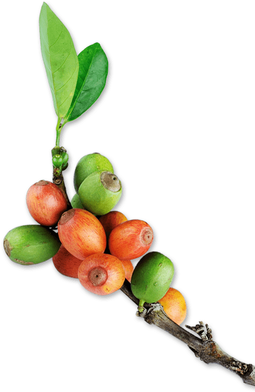 orange cherries 1