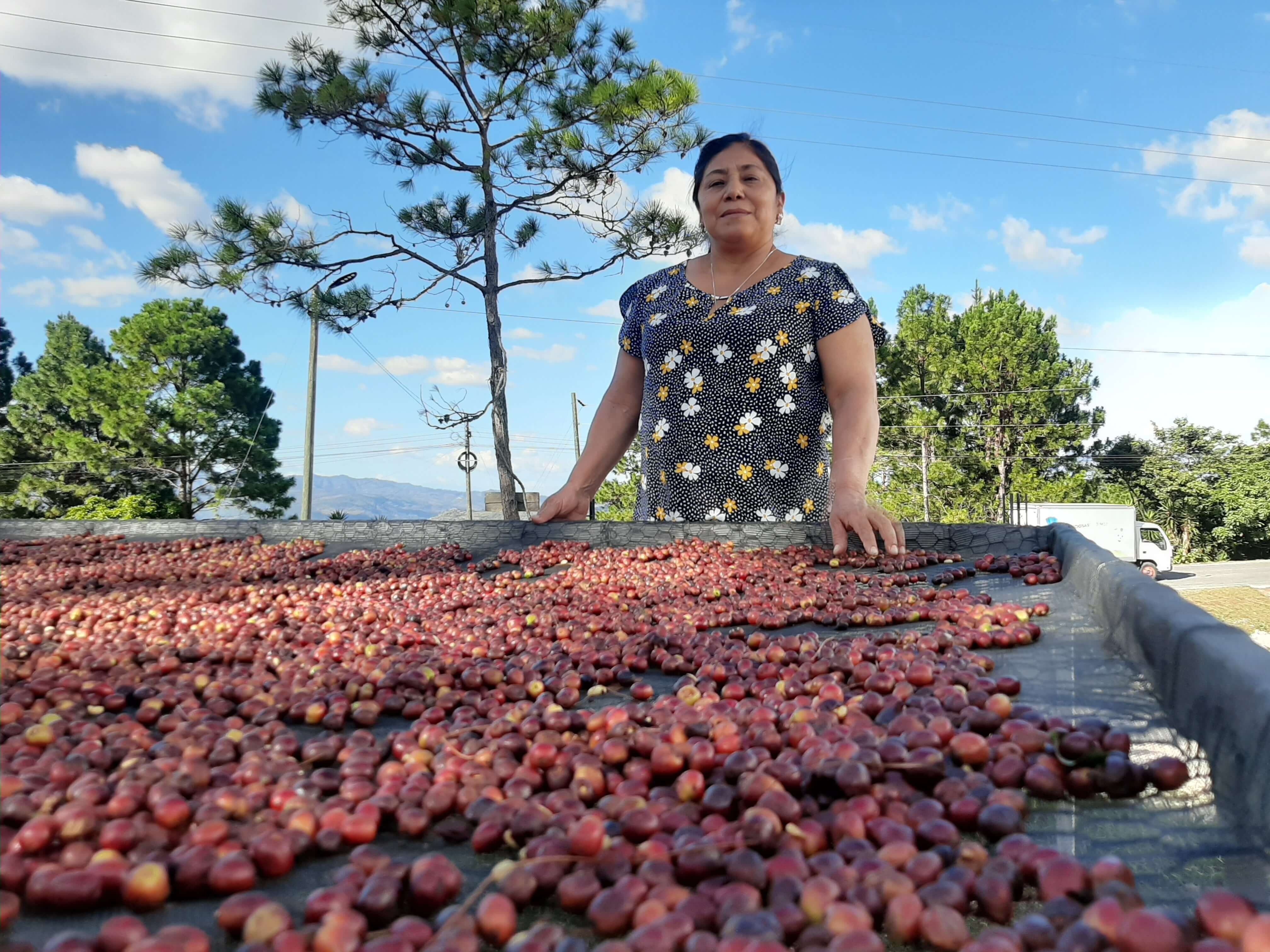 pacayal coffee