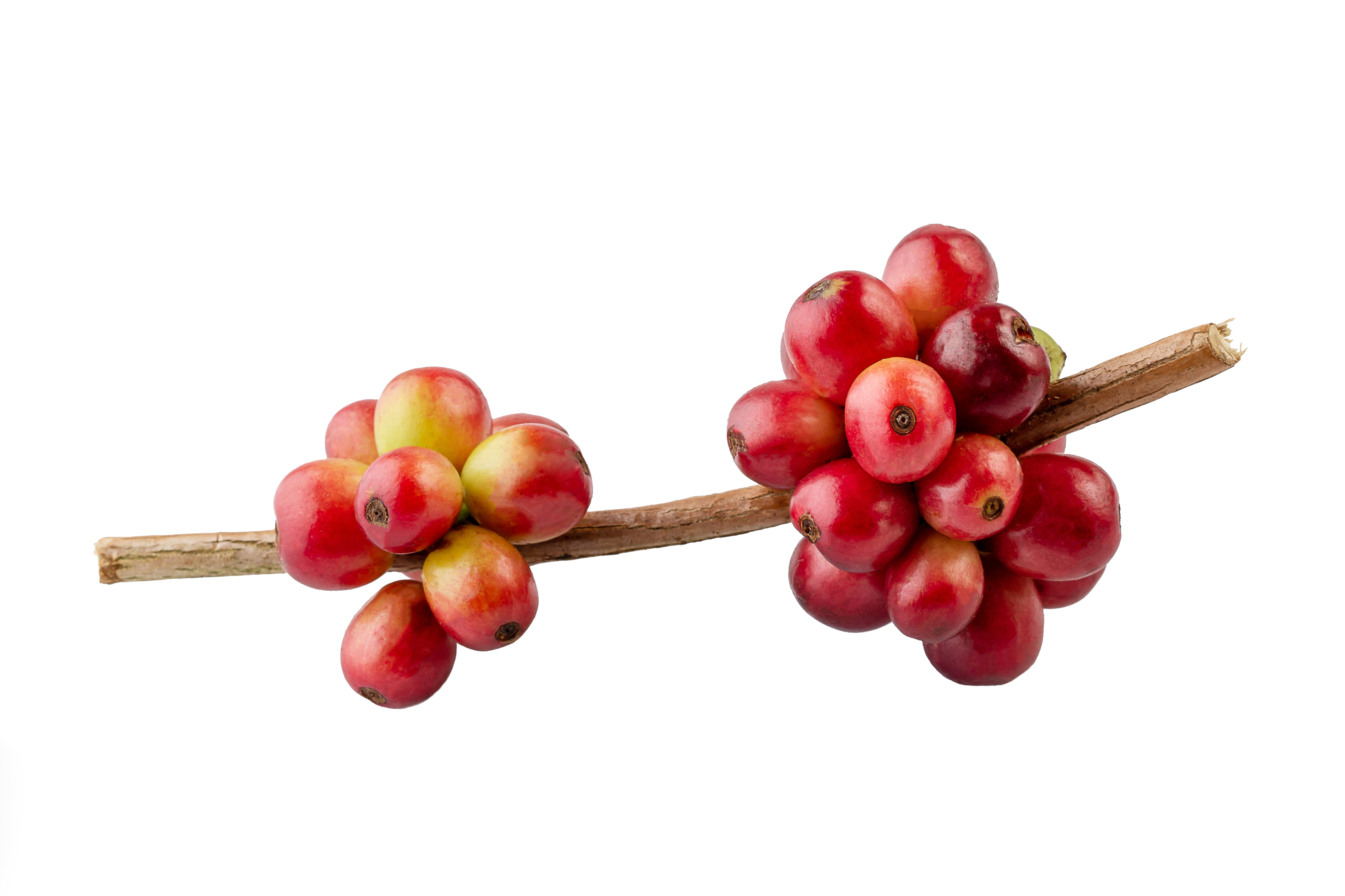 red-coffee-beans-on-a-branch-of-coffee-tree-ripe-2023-11-27-05-10-01-utc (1)